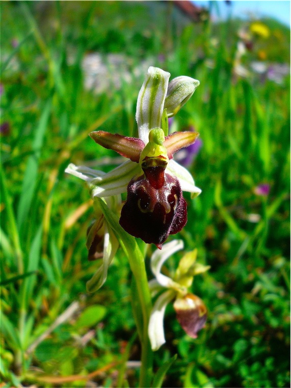 Ophrys , Orchis e ibridi - Orchidee cittadine II